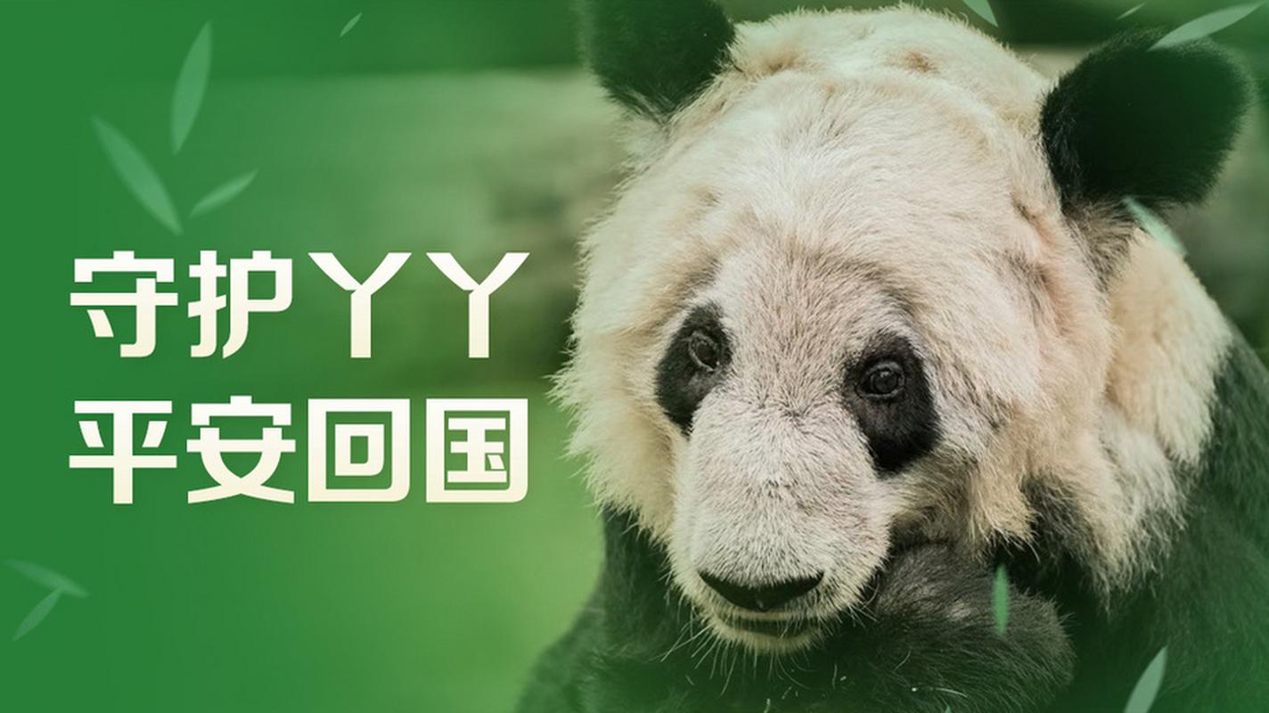 澳门资料百科:4旅日大熊猫将回国