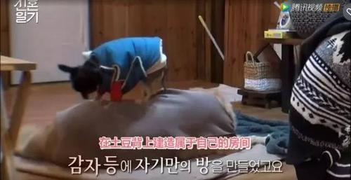 新澳今日图片分析:韩国结婚奖励超千万