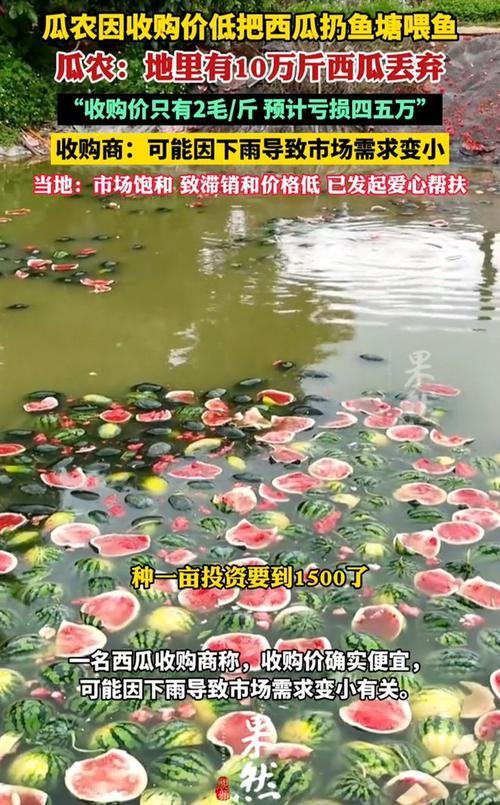 新澳今日图片分析:把西瓜扔鱼塘喂鱼