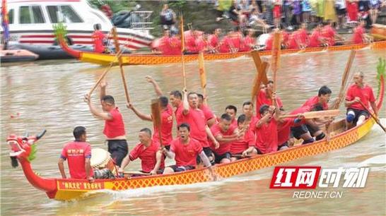 澳门资料百科:凤凰古城百人抢鸭子